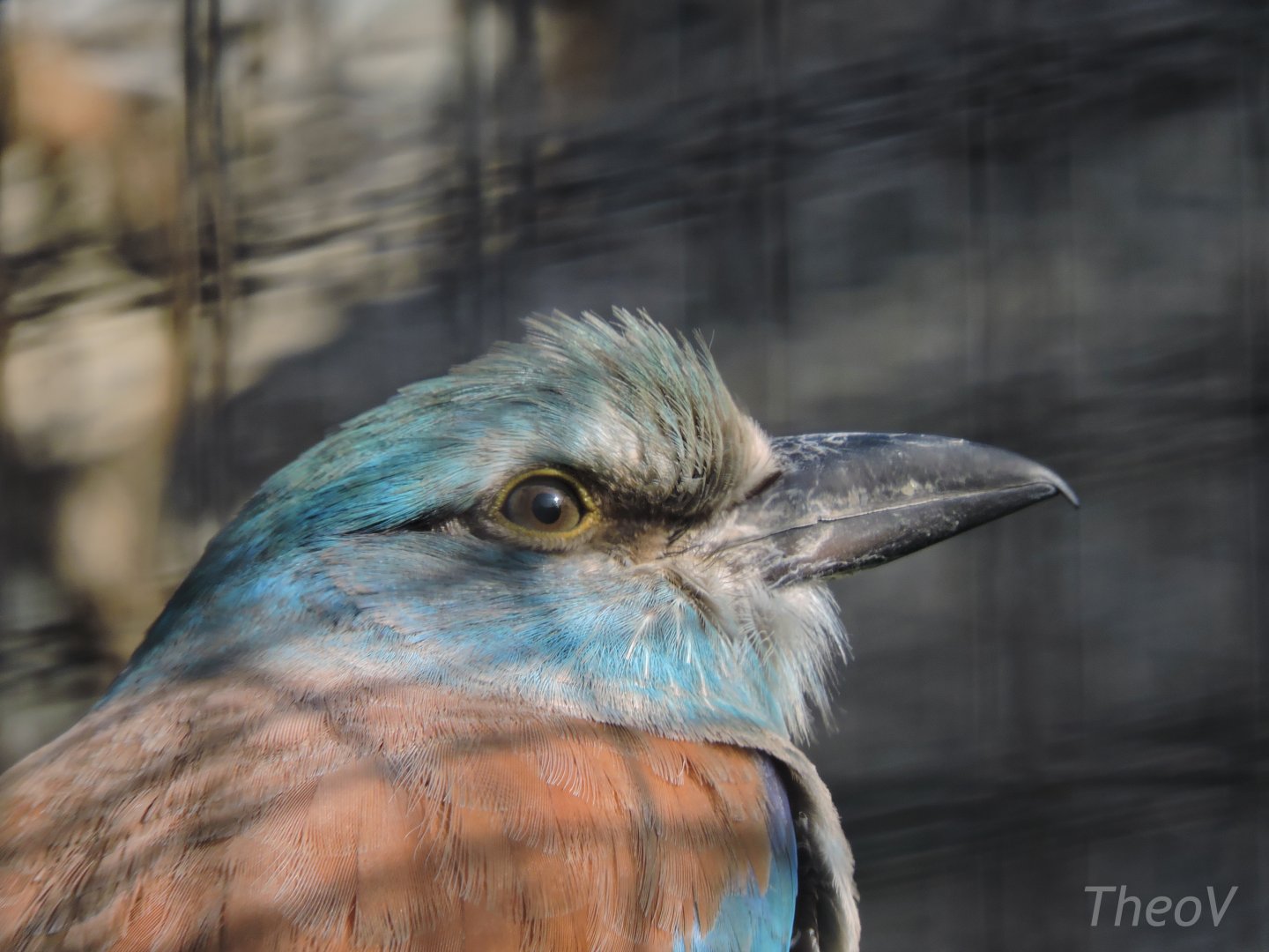 European roller [2017]