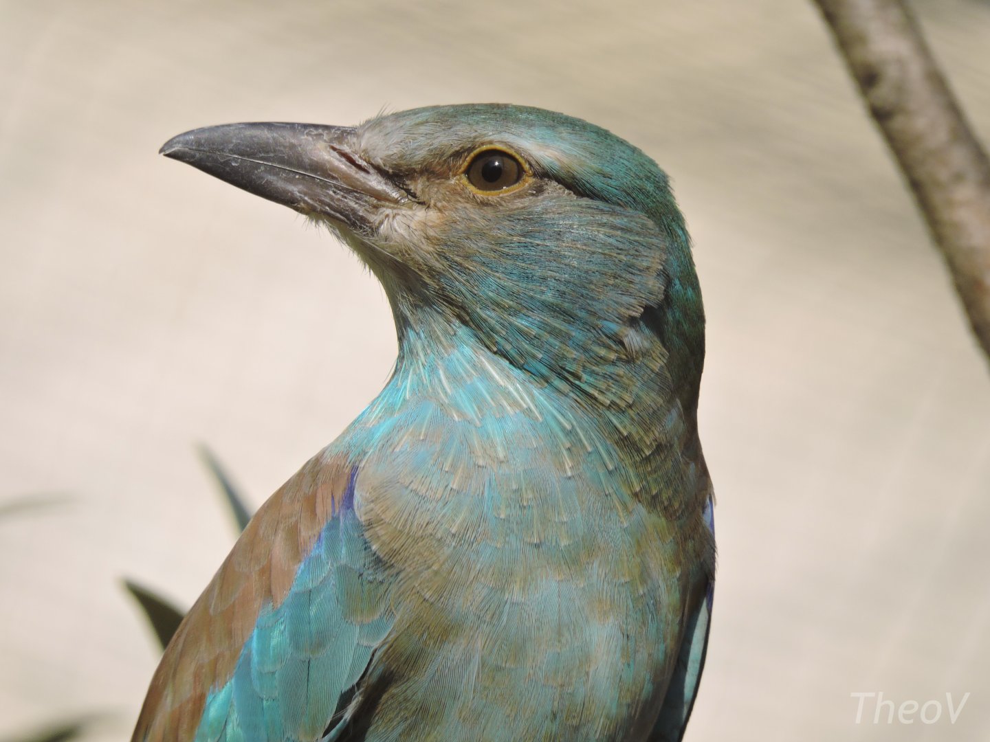 European roller [2017]