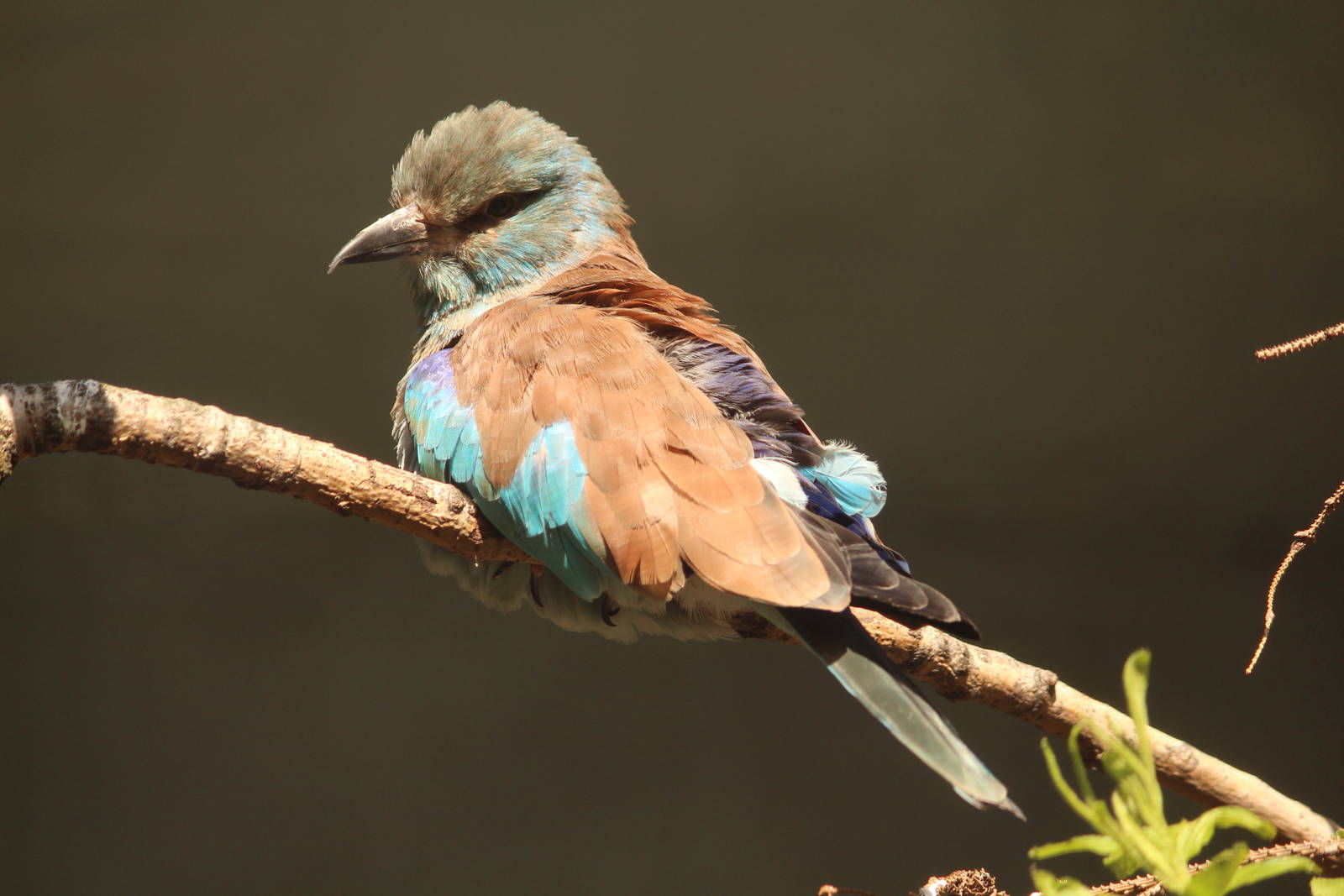 European roller, April 2015