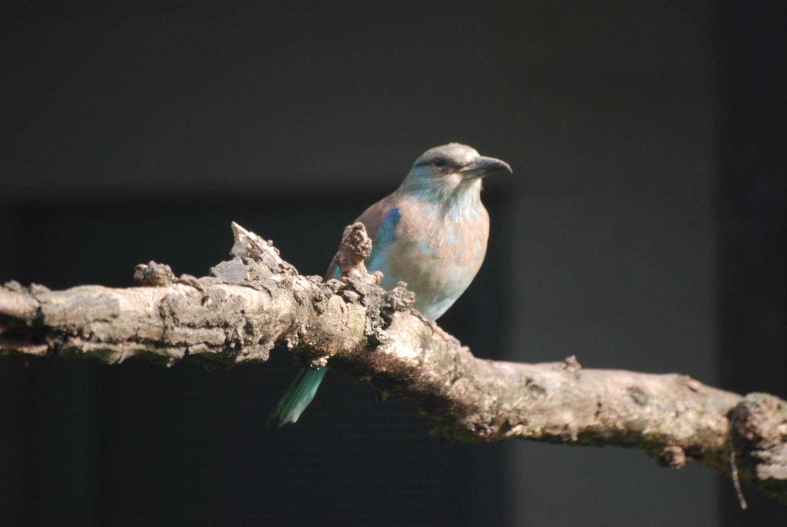 European Roller at Berlin Zoo, 31/08/11