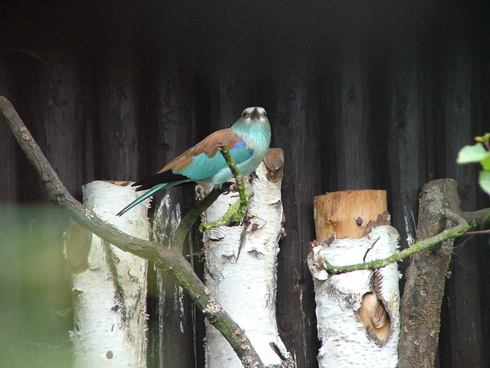 European Roller at Ohrada, 26/05/10