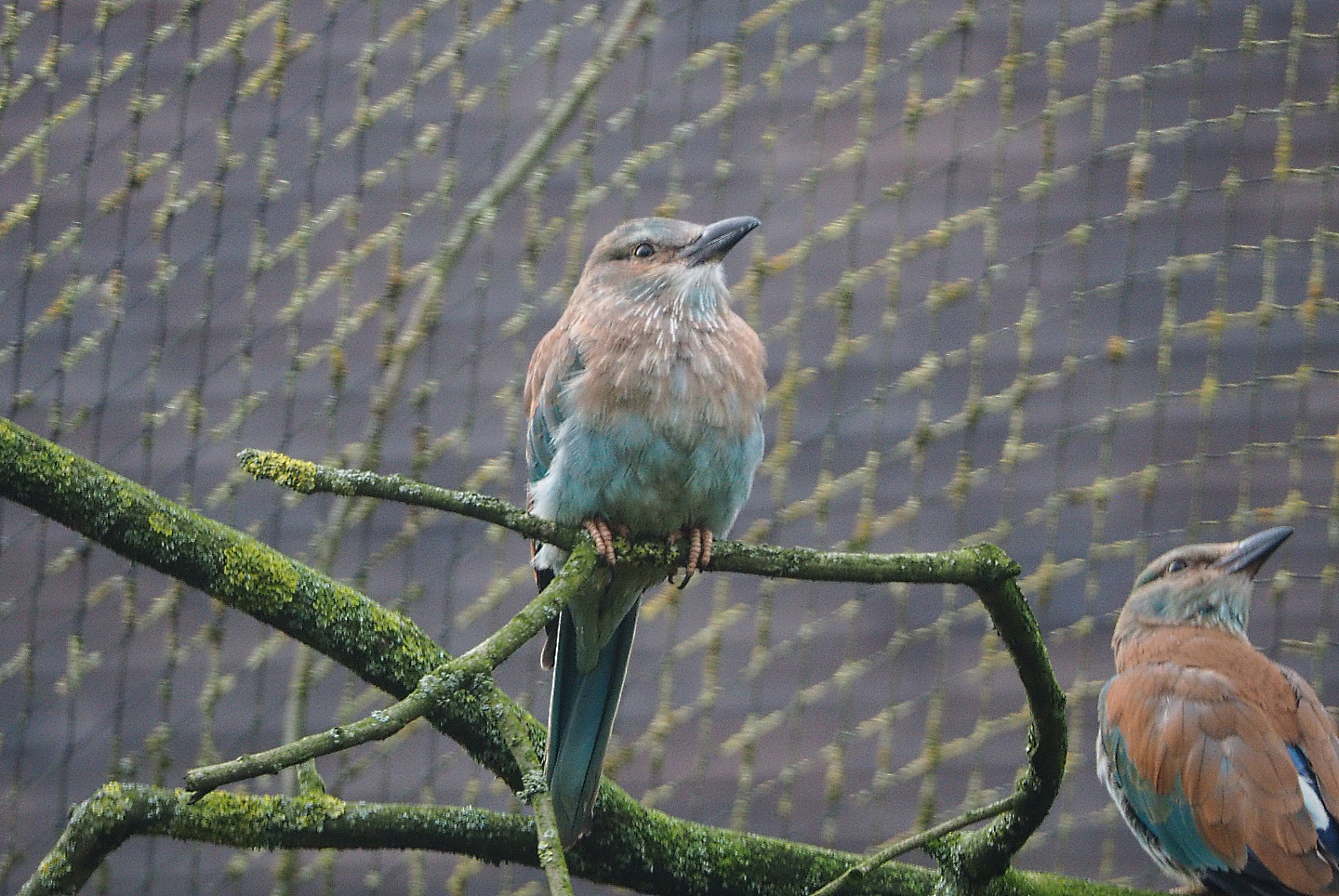 European roller (Coracias garrulus), 2020-01-11