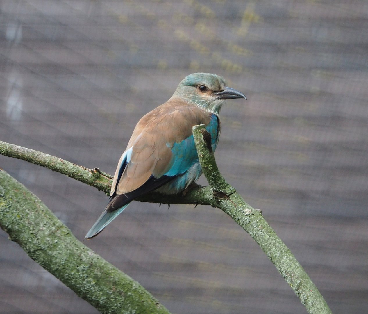 European roller (Coracias garrulus), 2020-08-15