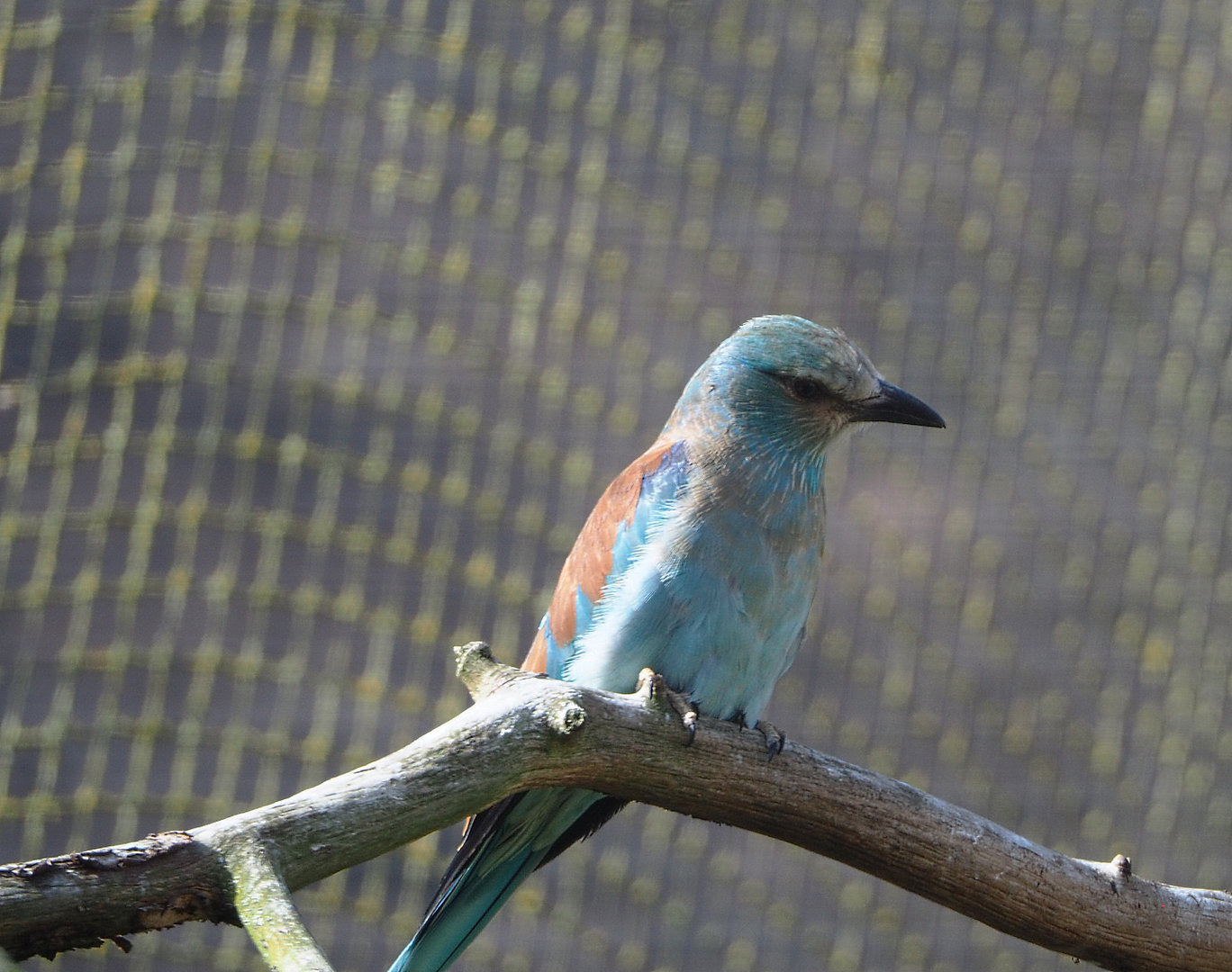 European roller (Coracias garrulus), 2022-04-12