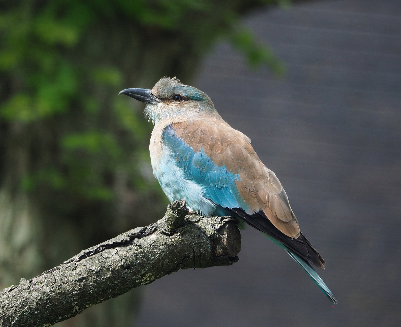 European roller (Coracias garrulus), 2022-05-28