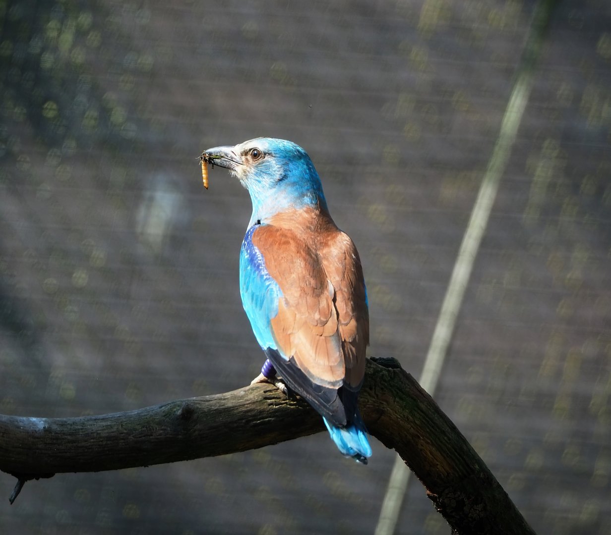 European roller (Coracias garrulus), 2023-05-13