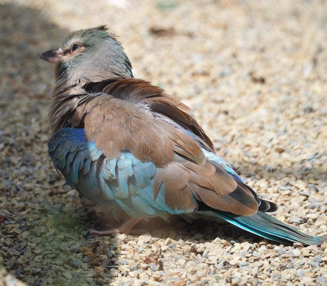 European roller (Coracias garrulus), 2023-07-02