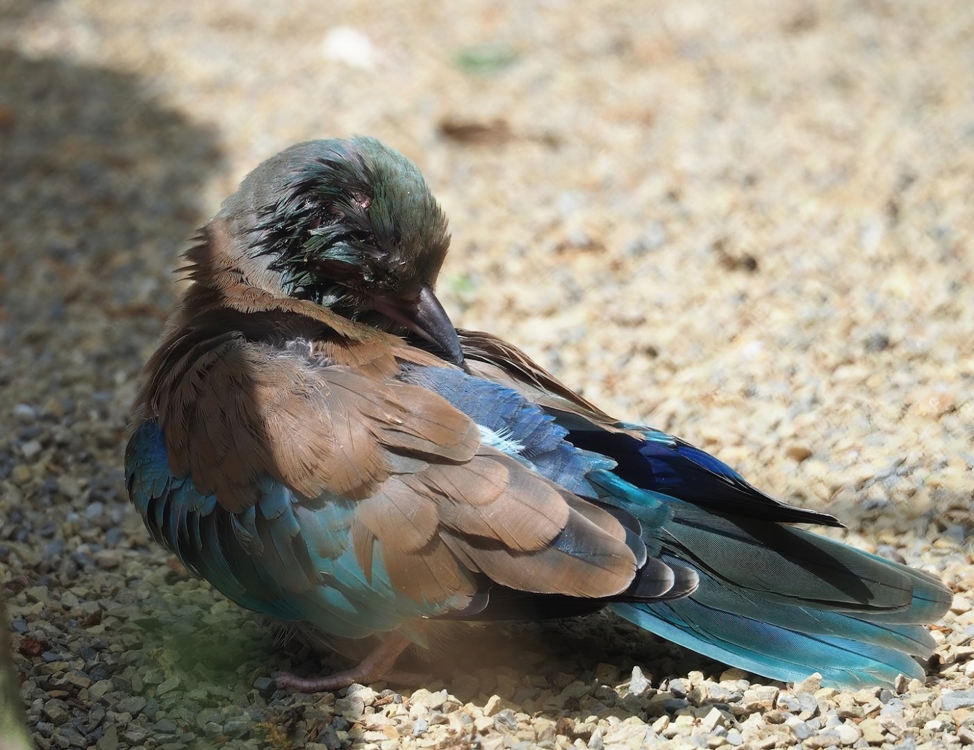 European roller (Coracias garrulus), 2023-07-02