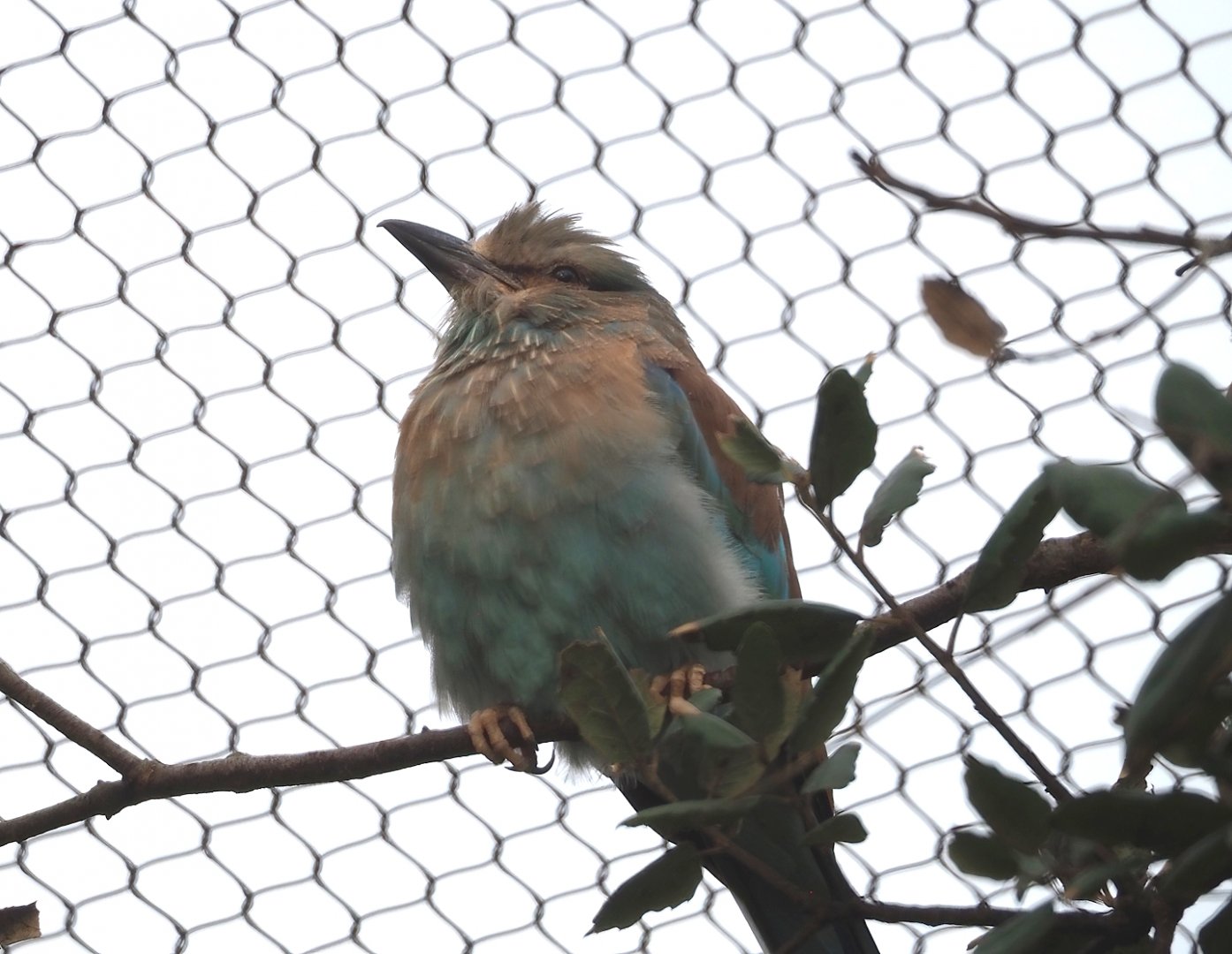 European roller (Coracias garrulus), 2024-02-17