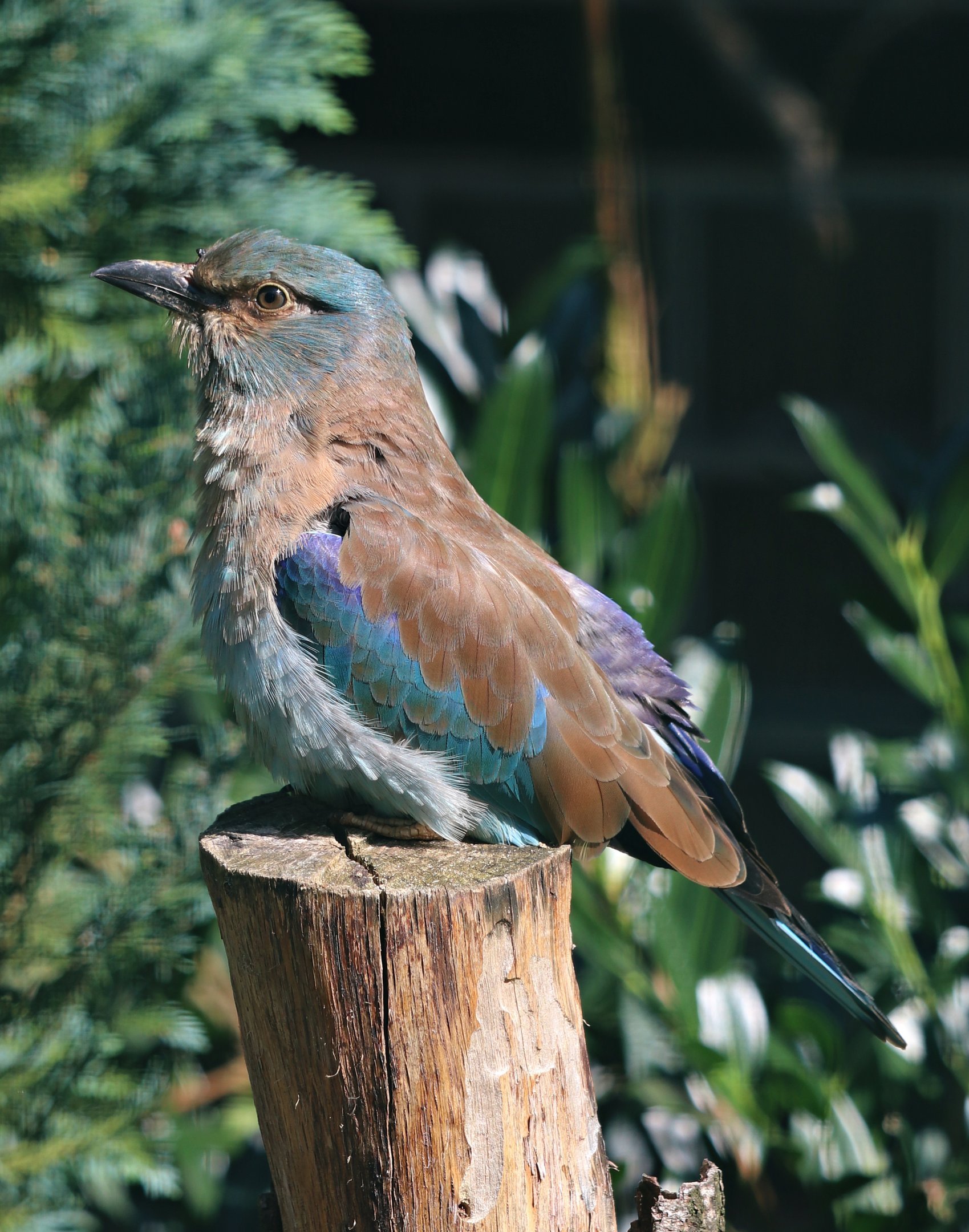 European roller (Coracias garrulus) - Fasanerie