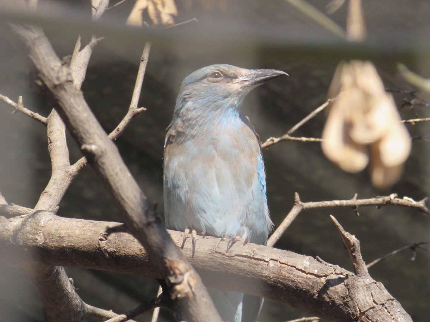 European roller (Coracias garrulus). Polish name - kraska.