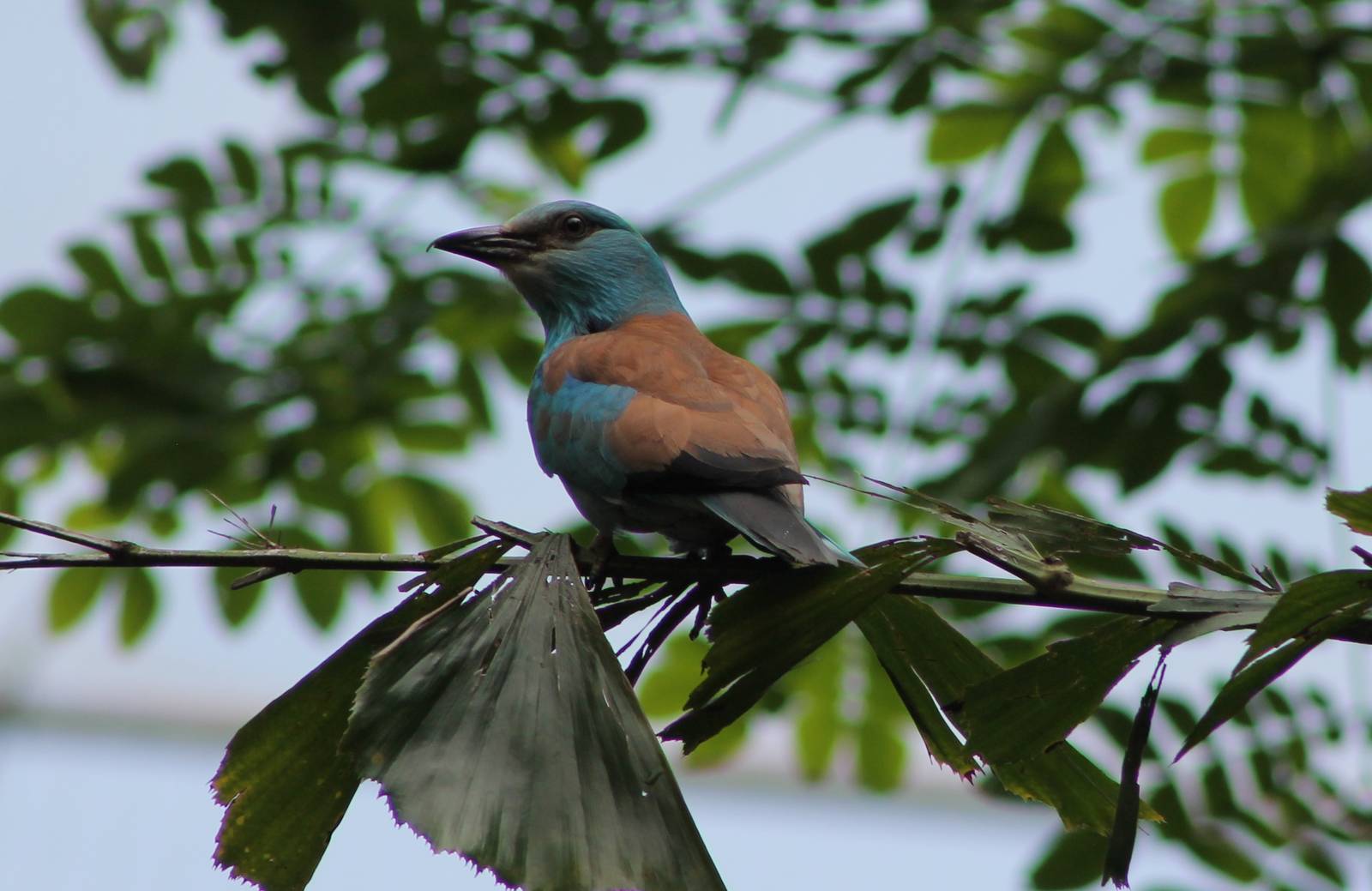 European roller (Coracias garrulus)