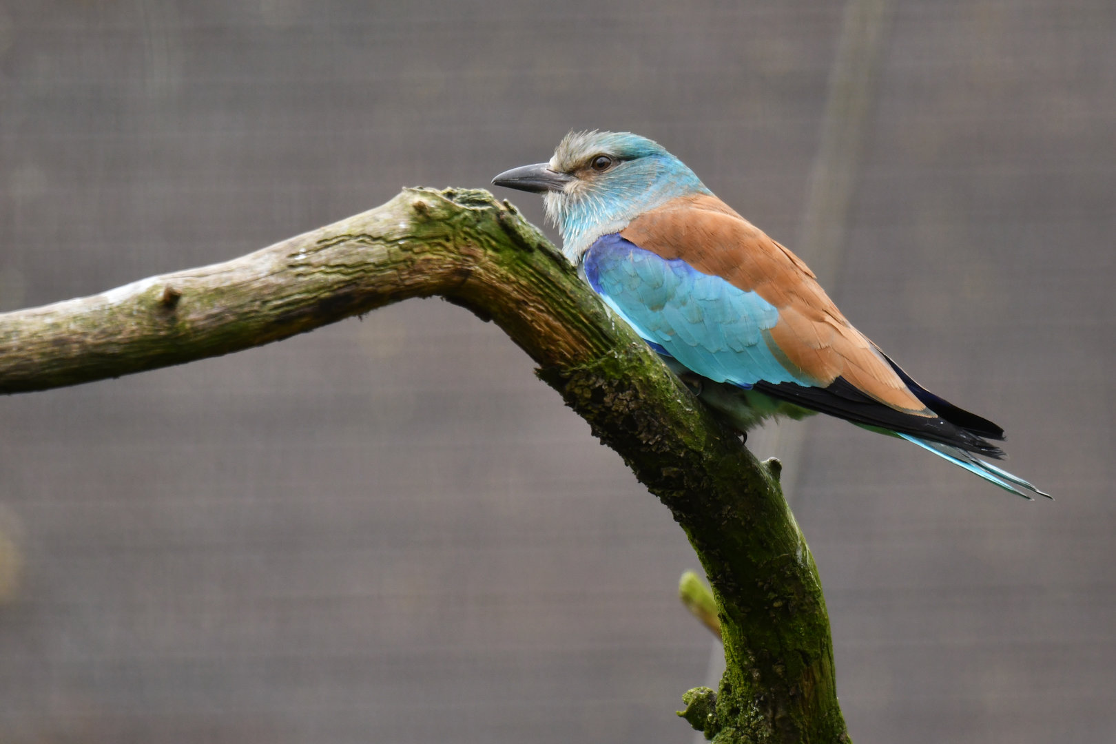 European roller (Coracias garrulus)