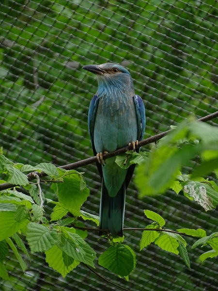 European roller (Coracias garrulus)
