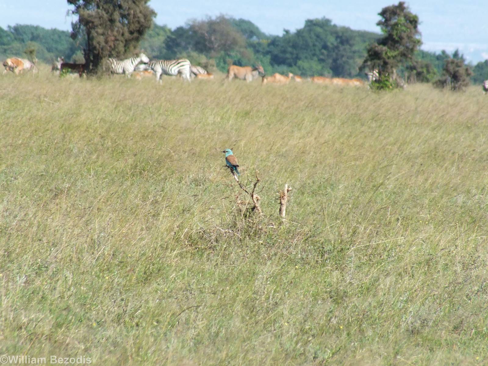 European Roller - Nairobi National Park