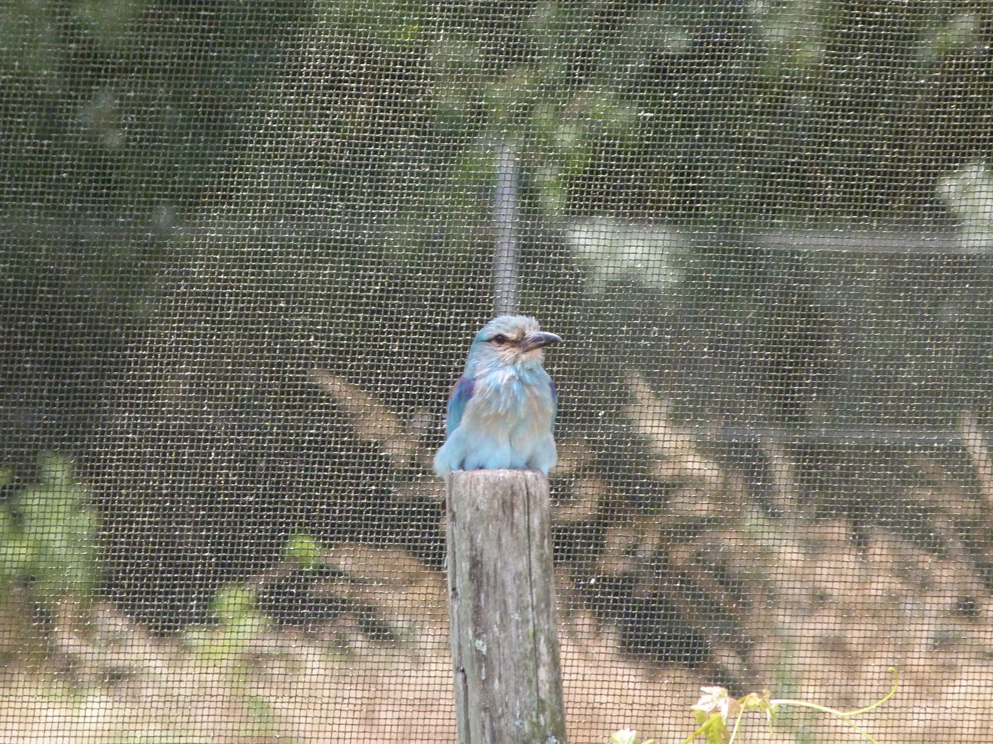 European roller -Zoodyssée (2025)