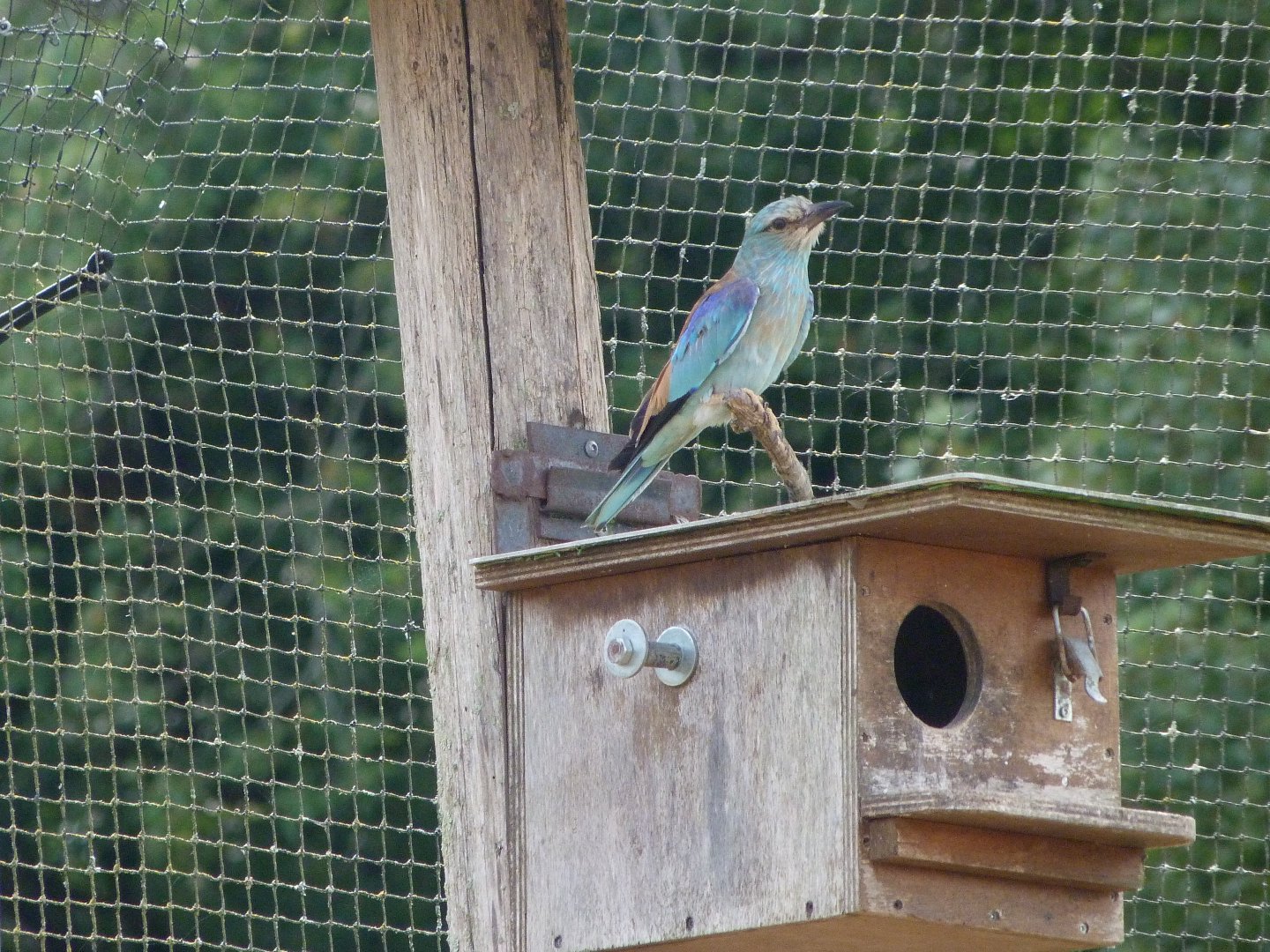 European roller -Zoodyssée (2025)