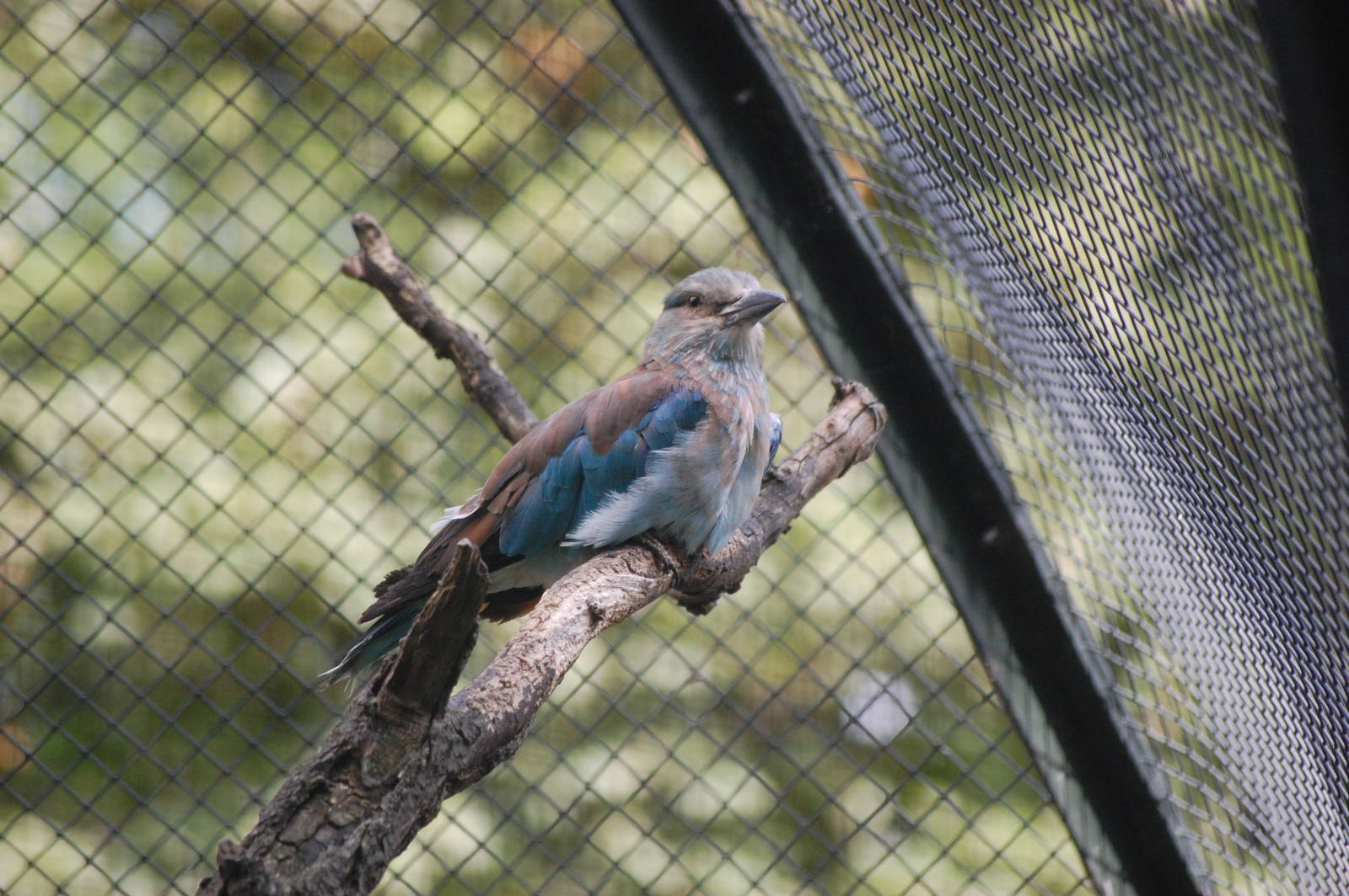 European Roller