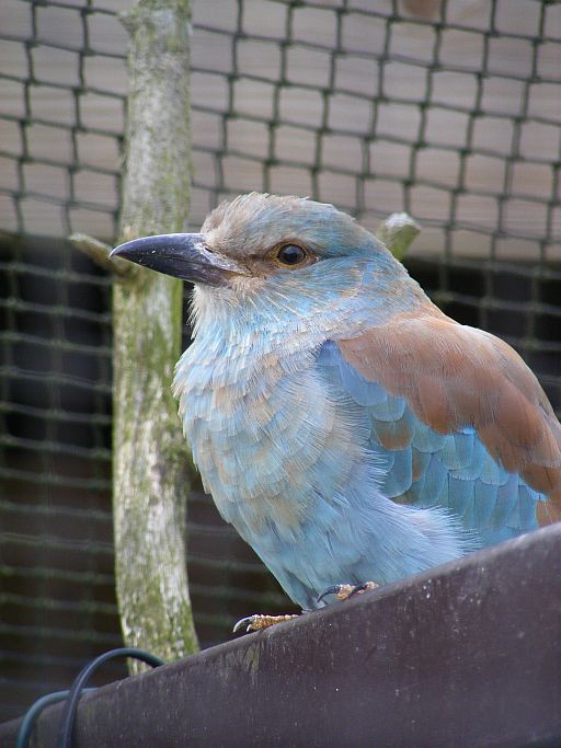 European roller