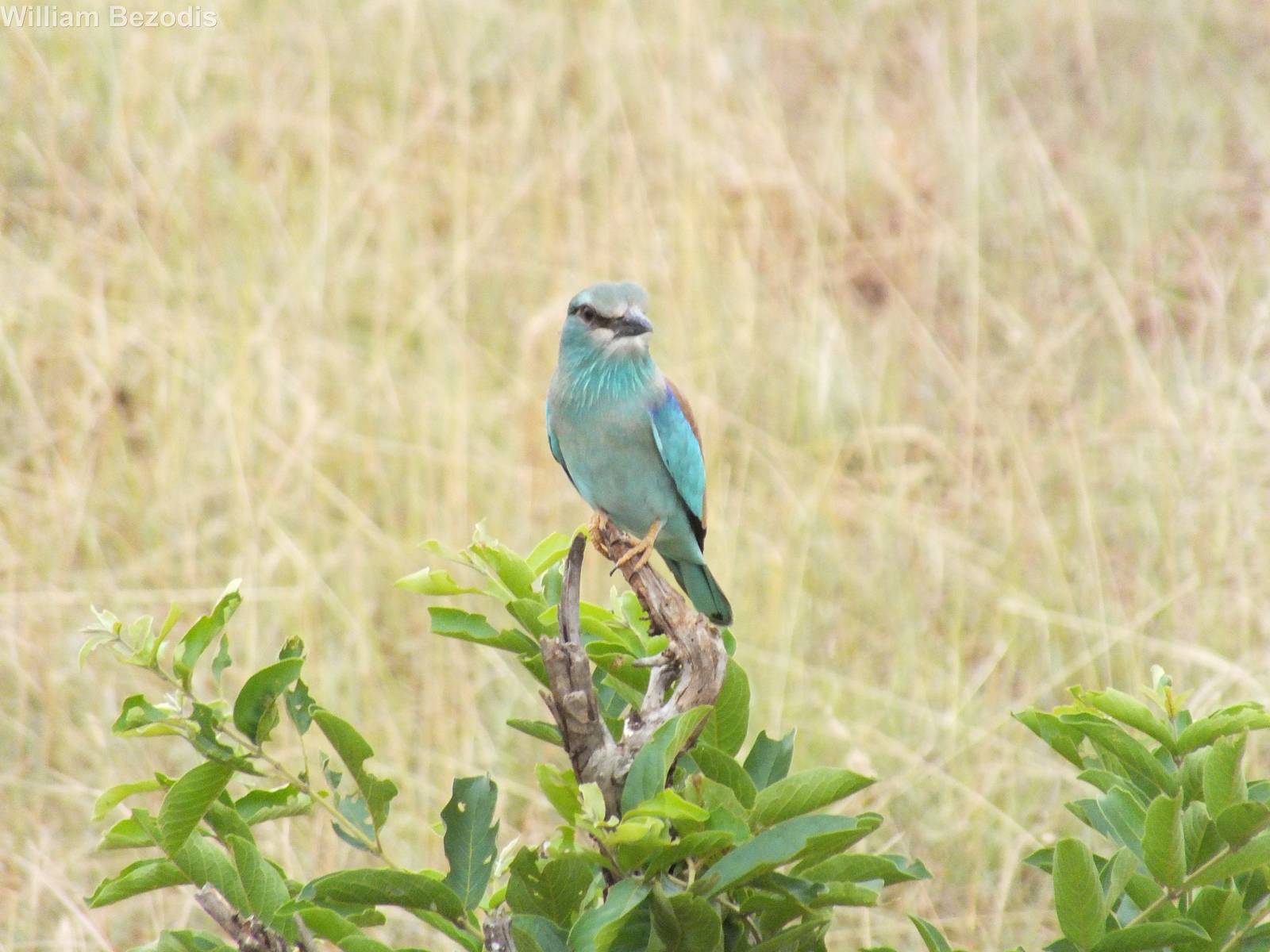 European Roller