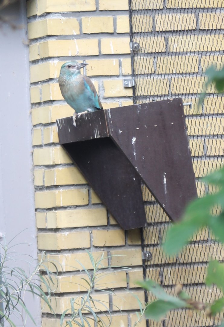 European roller