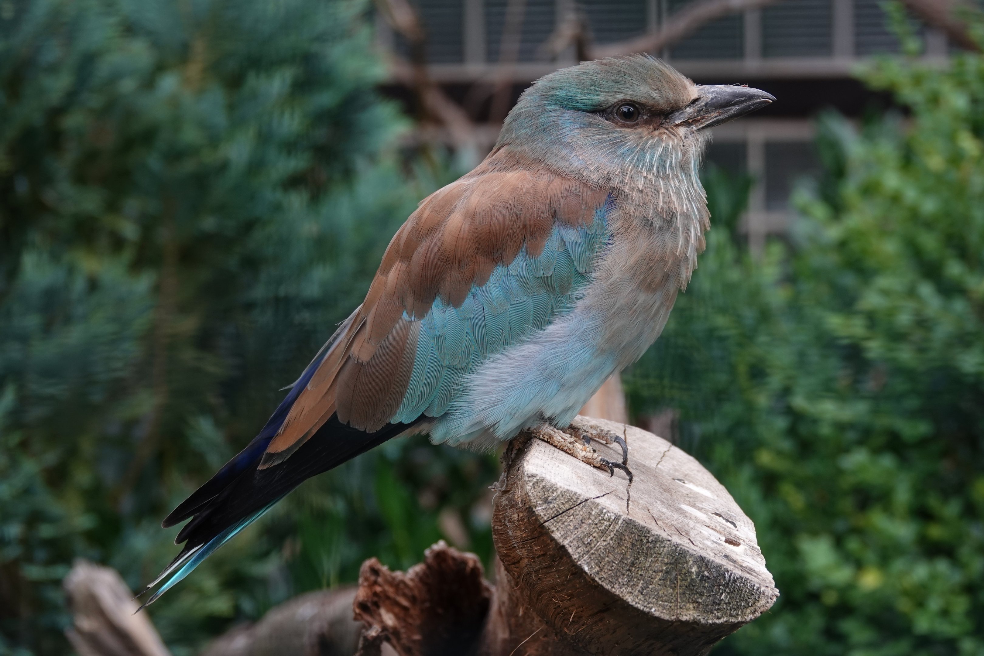 European roller