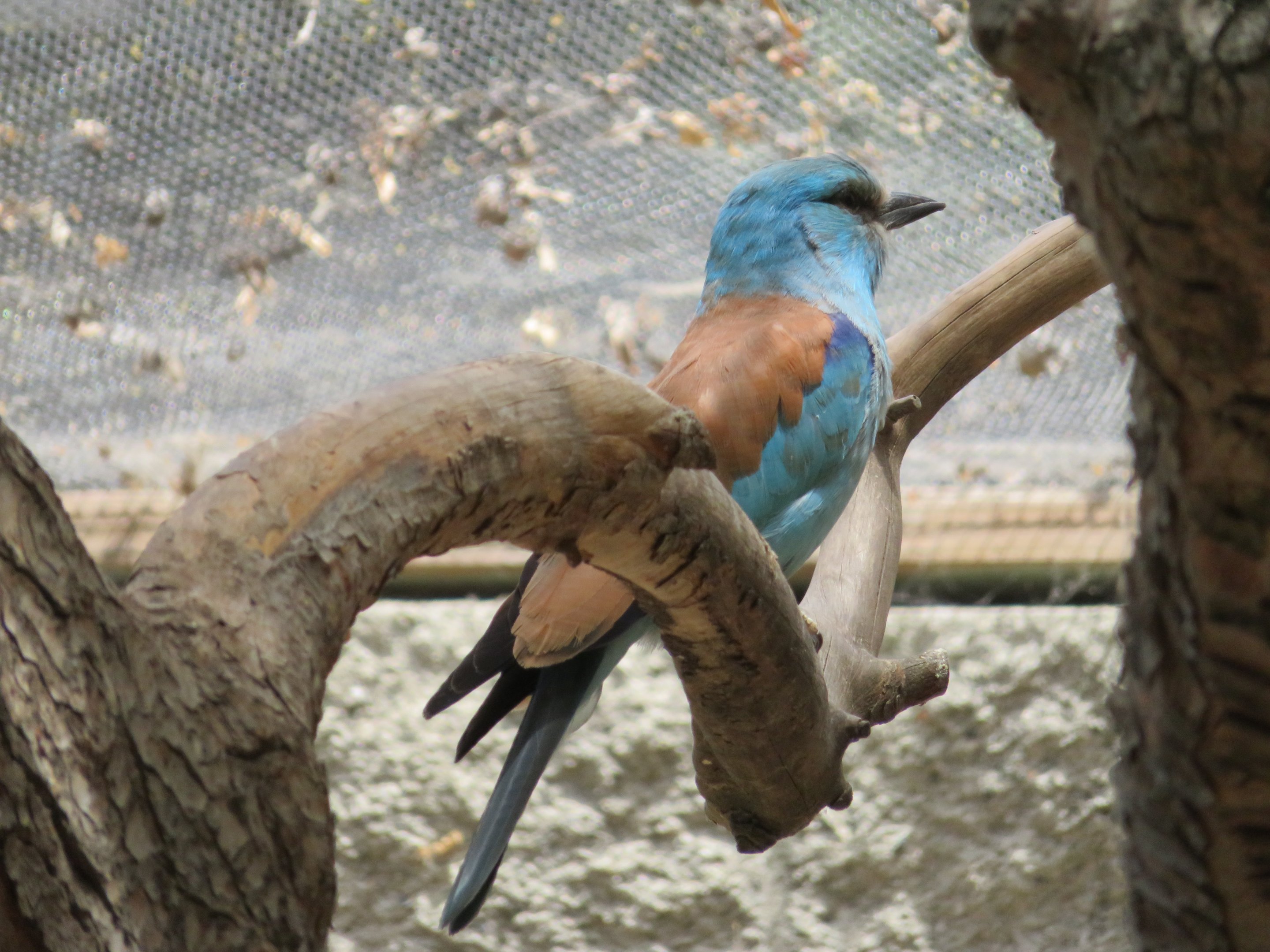 European Roller