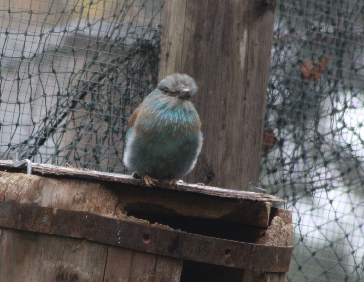 European roller