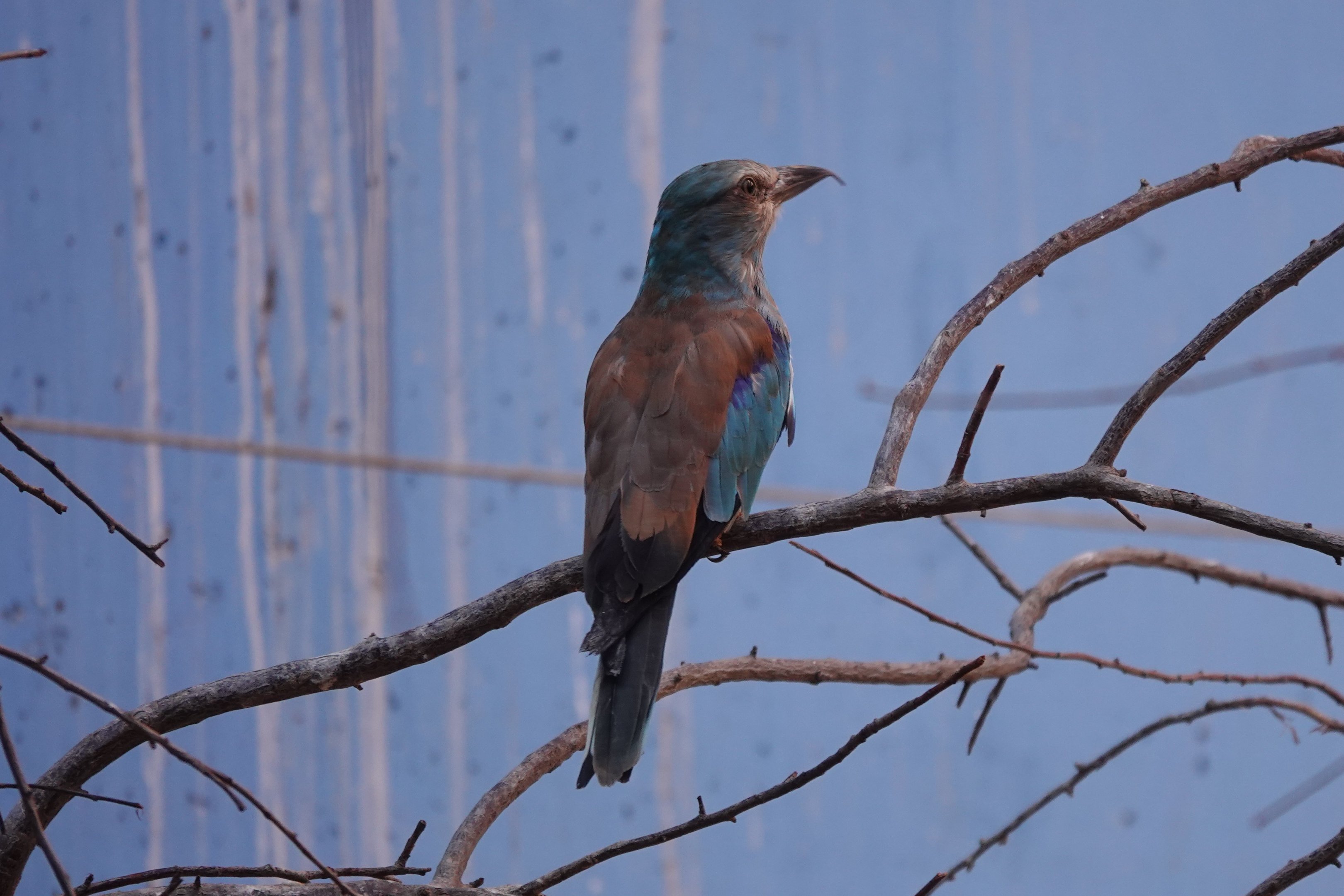 European roller