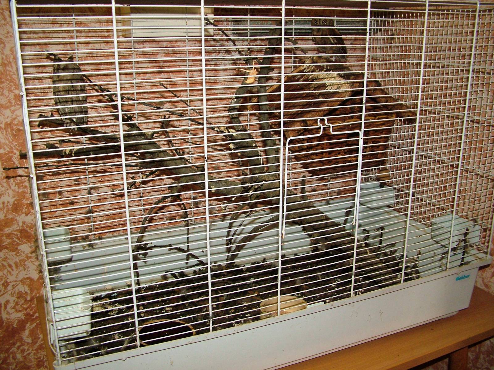 European Scops Owl Exhibit at Prague Terrarium, 26/08/12