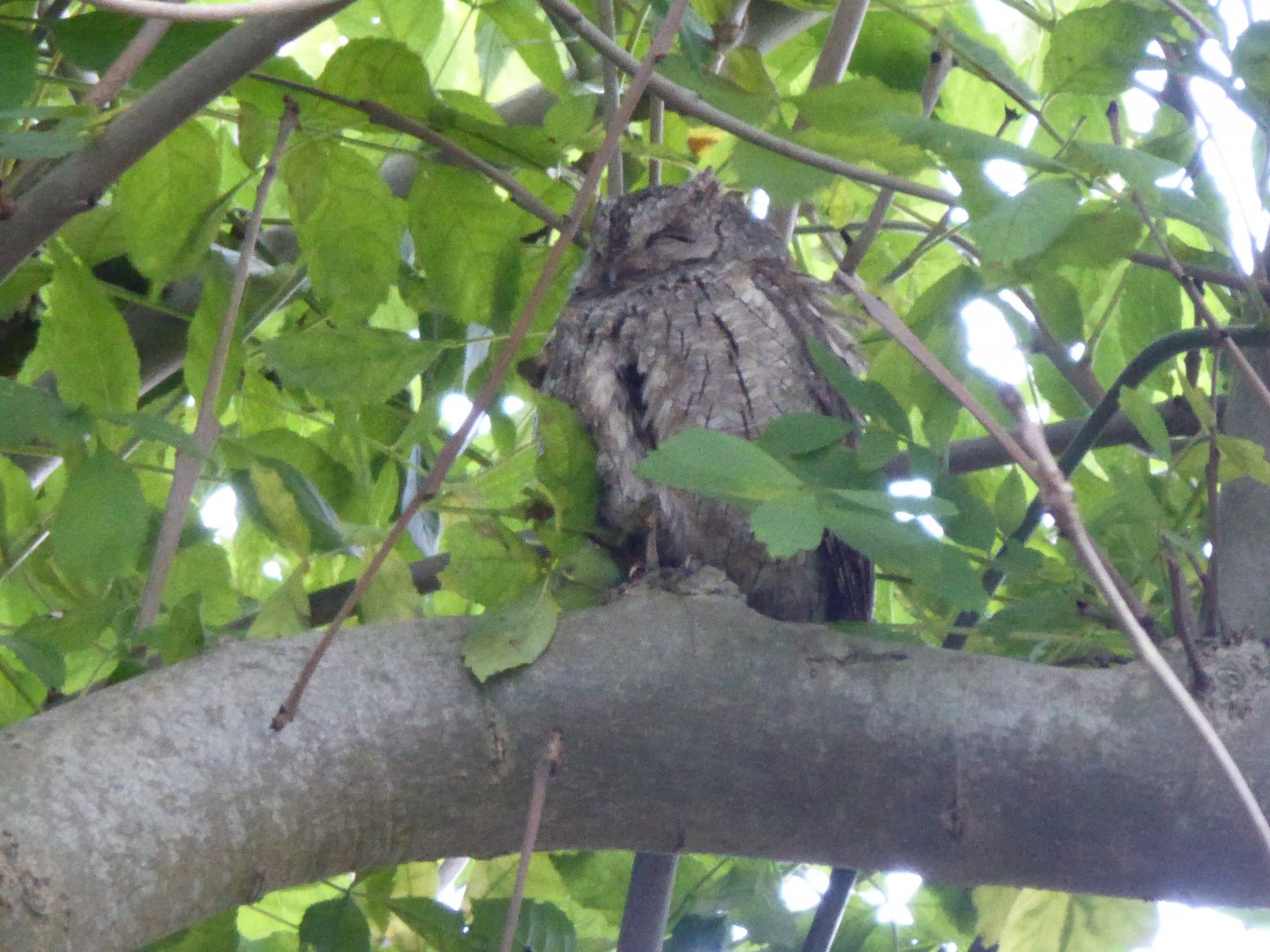 European Scops Owl (Otus scops) in Ryhope Village Dene, Co. Durham - 05/10/2017