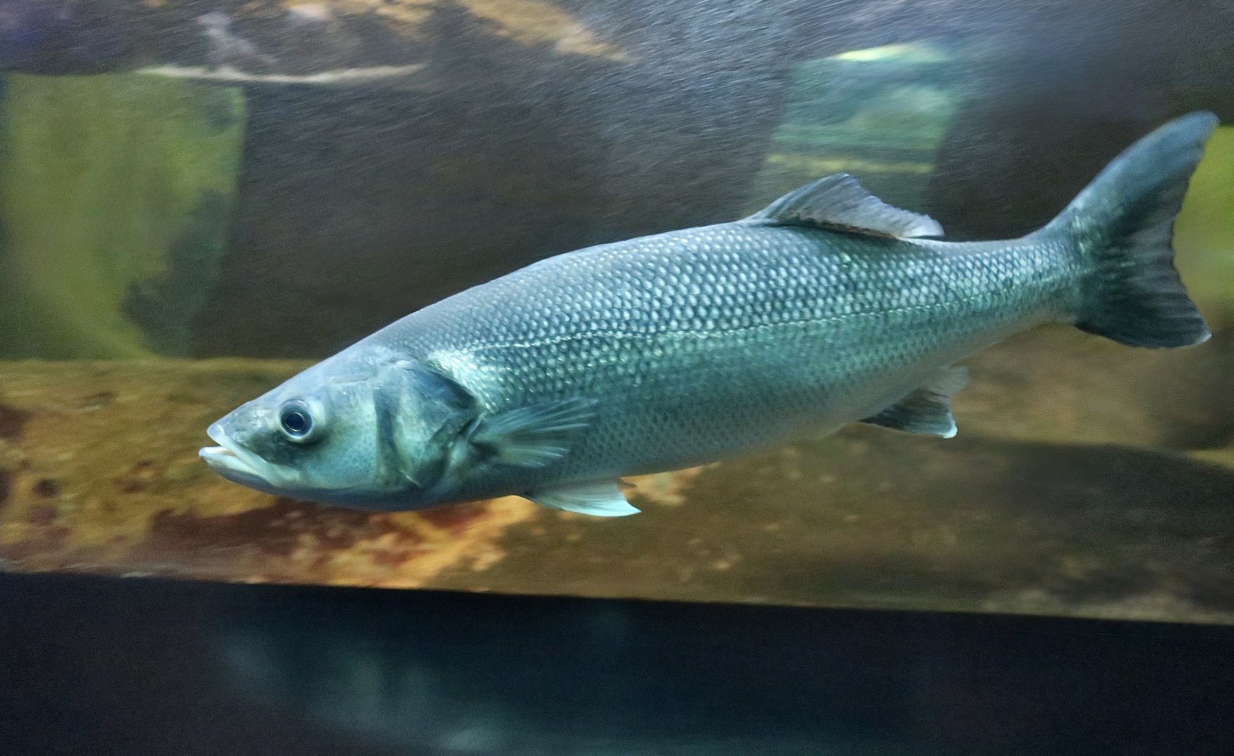 European Sea Bass (Dicentrarchus labrax)