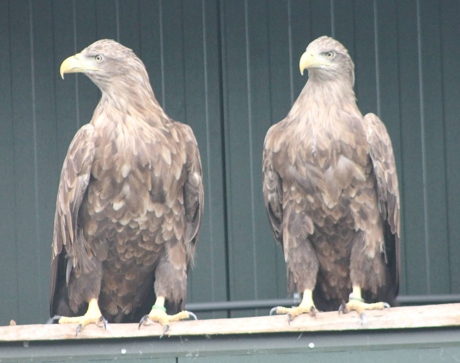 European sea-eagles