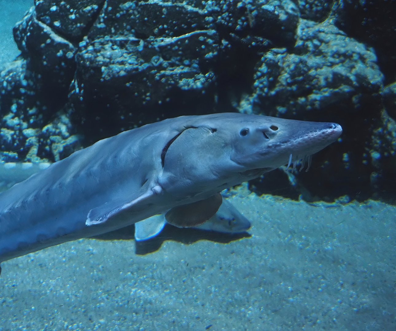 European sea sturgeon (Acipenser sturio), 2024-06-30