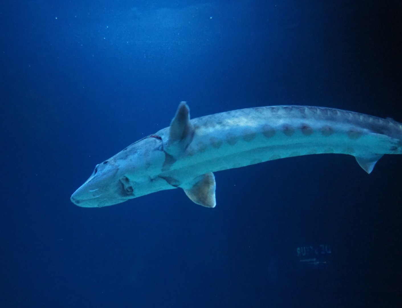 European sea sturgeon (Acipenser sturio), Nov 10th, 2018