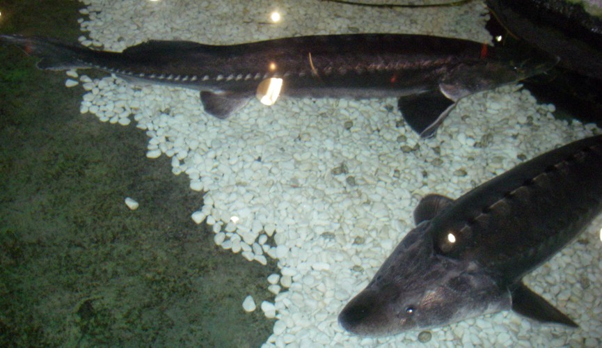 European Sea Sturgeon (Acipenser sturio)