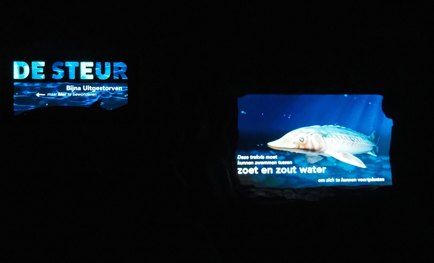 European sea sturgeon educational projection (Nov 10th, 2018)