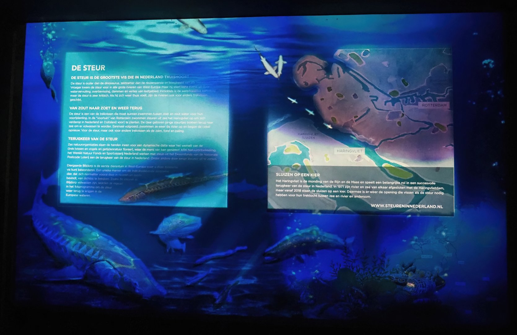 European sea sturgeon in the Netherlands projection, 2024-06-30