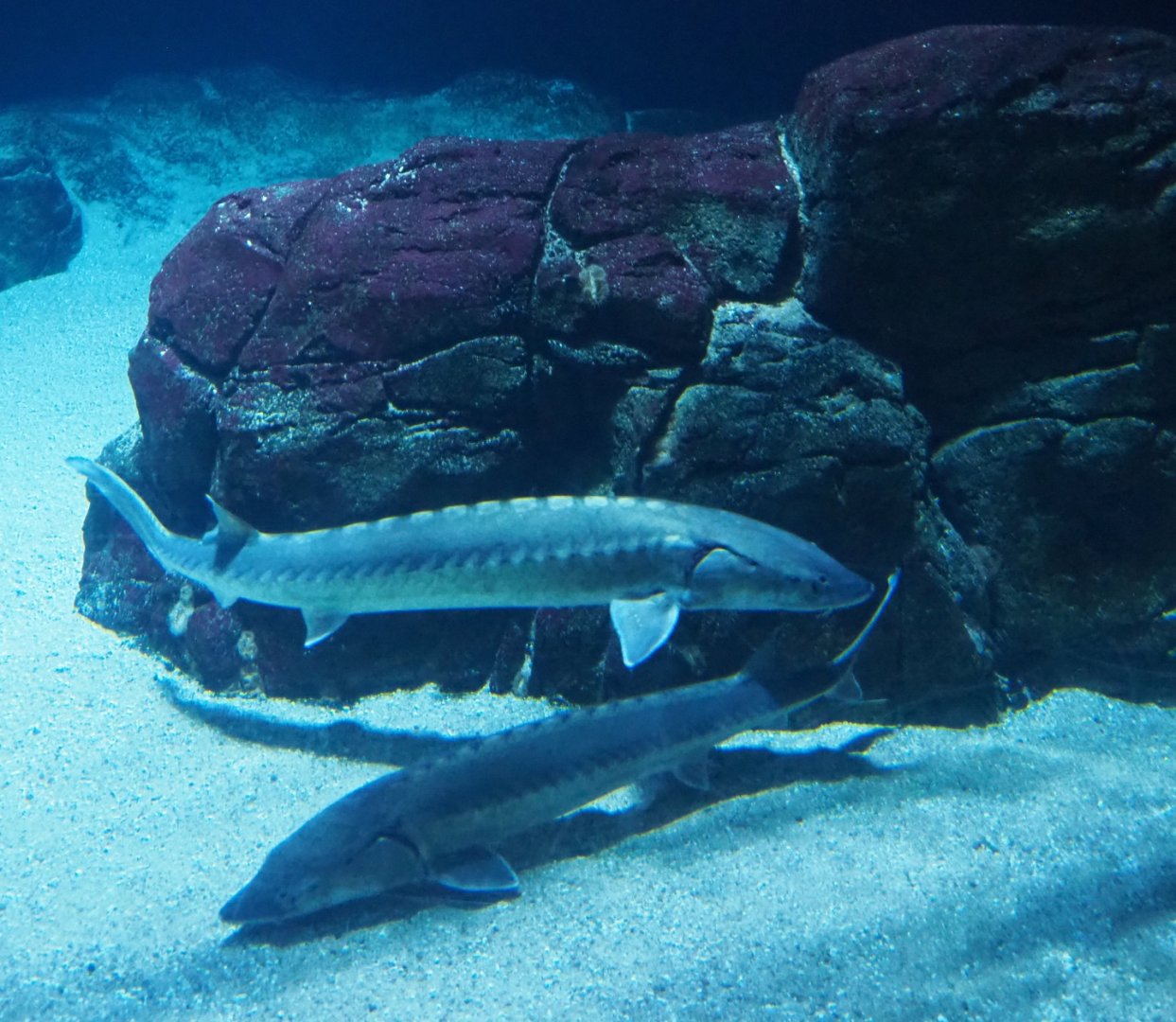 European sea sturgeons (Acipenser sturio), Nov 10th, 2018