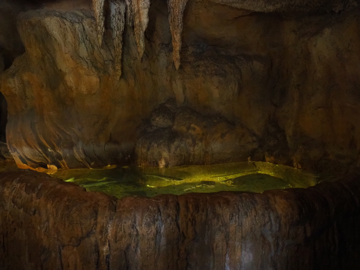 European seabass and Thornback ray pool, 2019-10-05