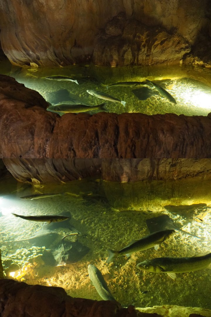 European seabass and Thornbay ray tank, 2020-09-03