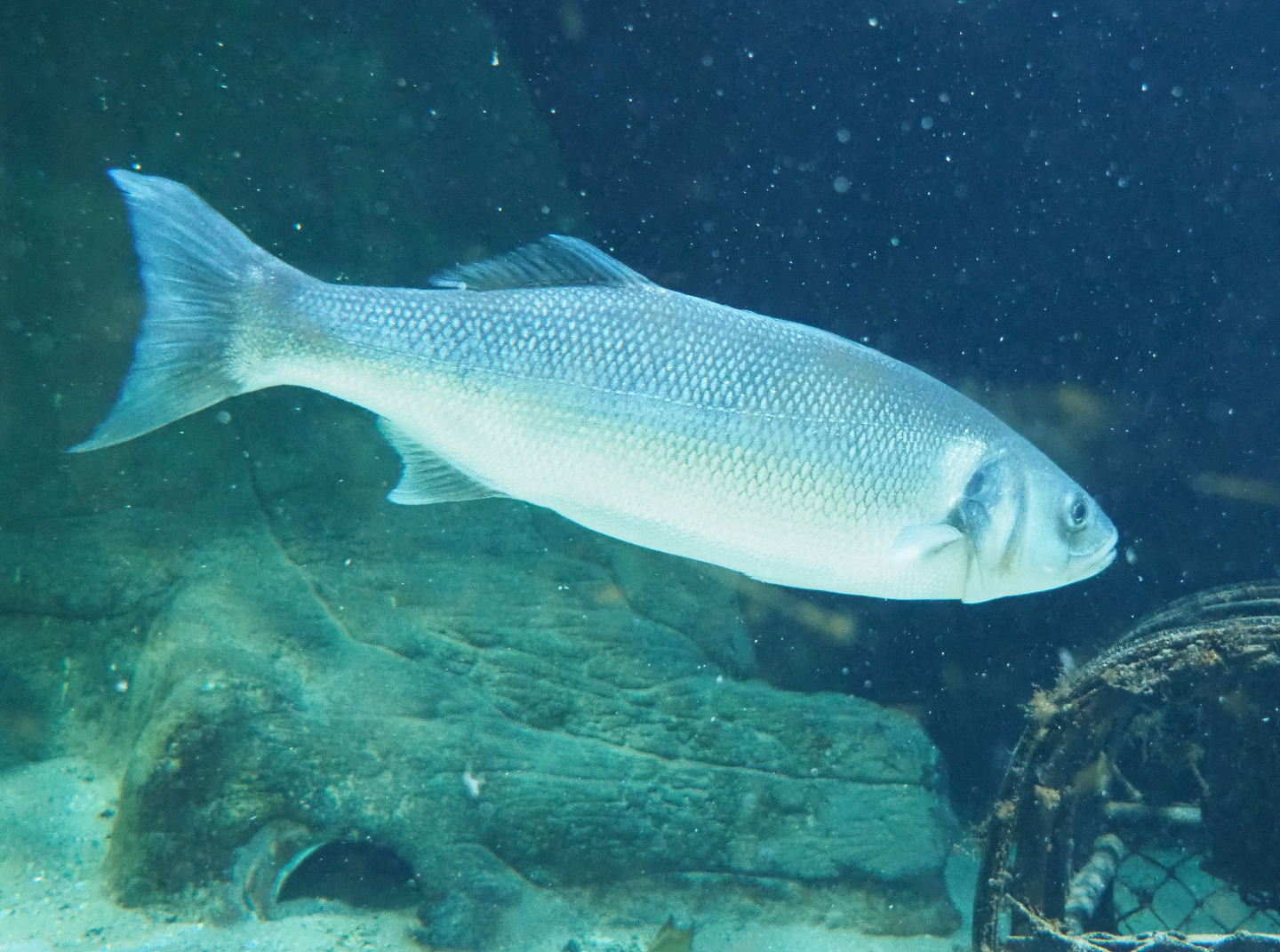 European seabass (Dicentrarchus labrax), 2022-03-16