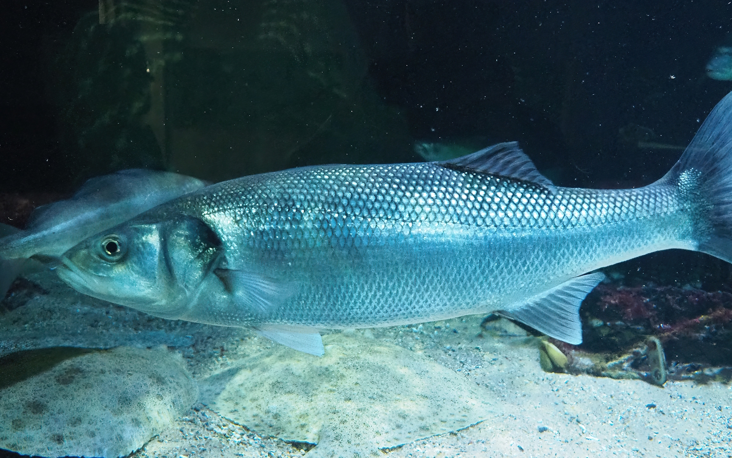 European seabass (Dicentrarchus labrax), 2023-07-22