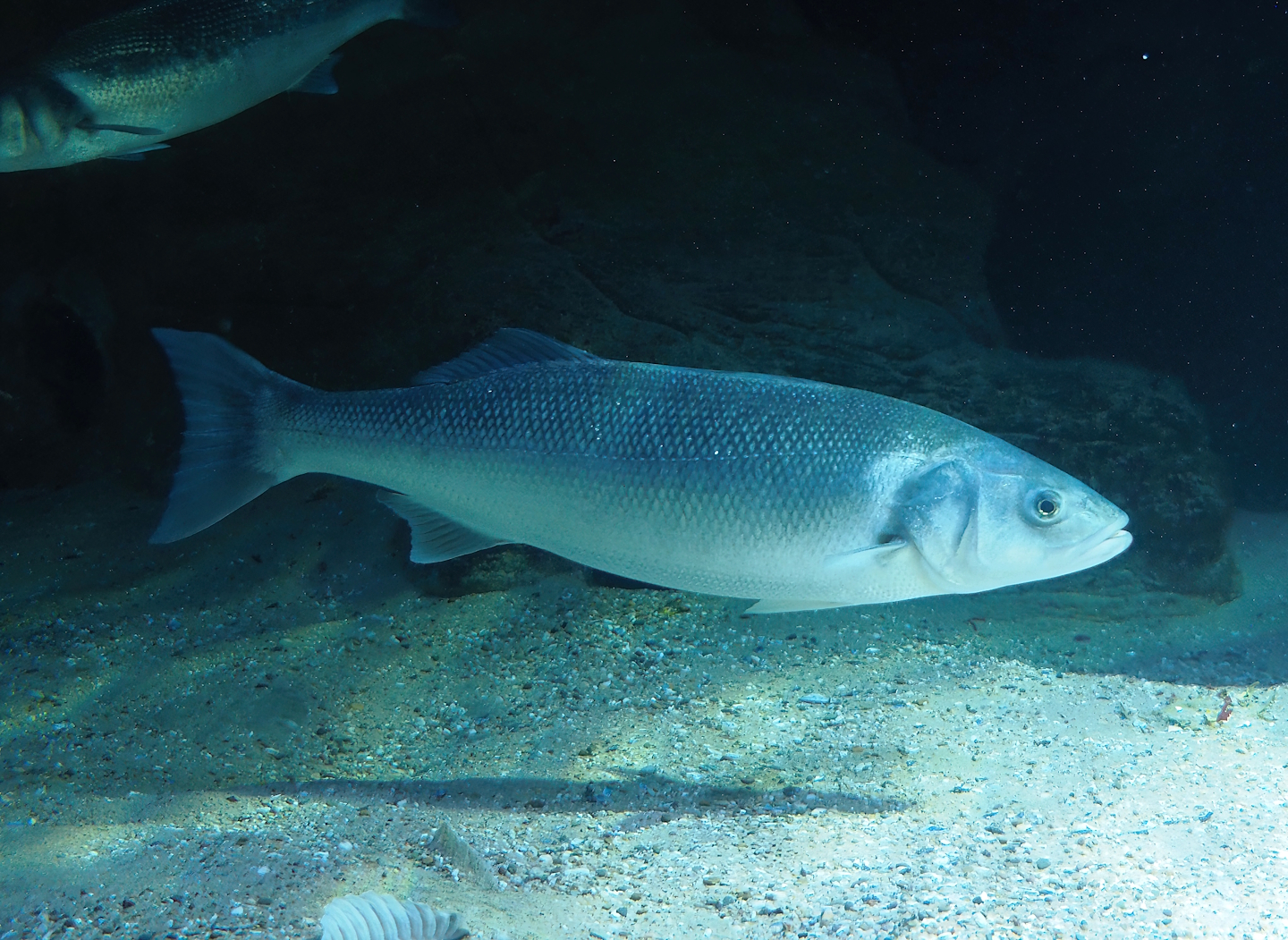 European seabass (Dicentrarchus labrax), 2024-02-17