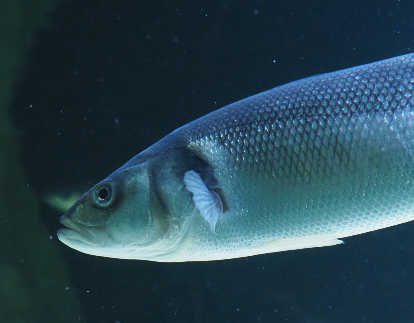 European seabass (Dicentrarchus labrax), 2024-03-09