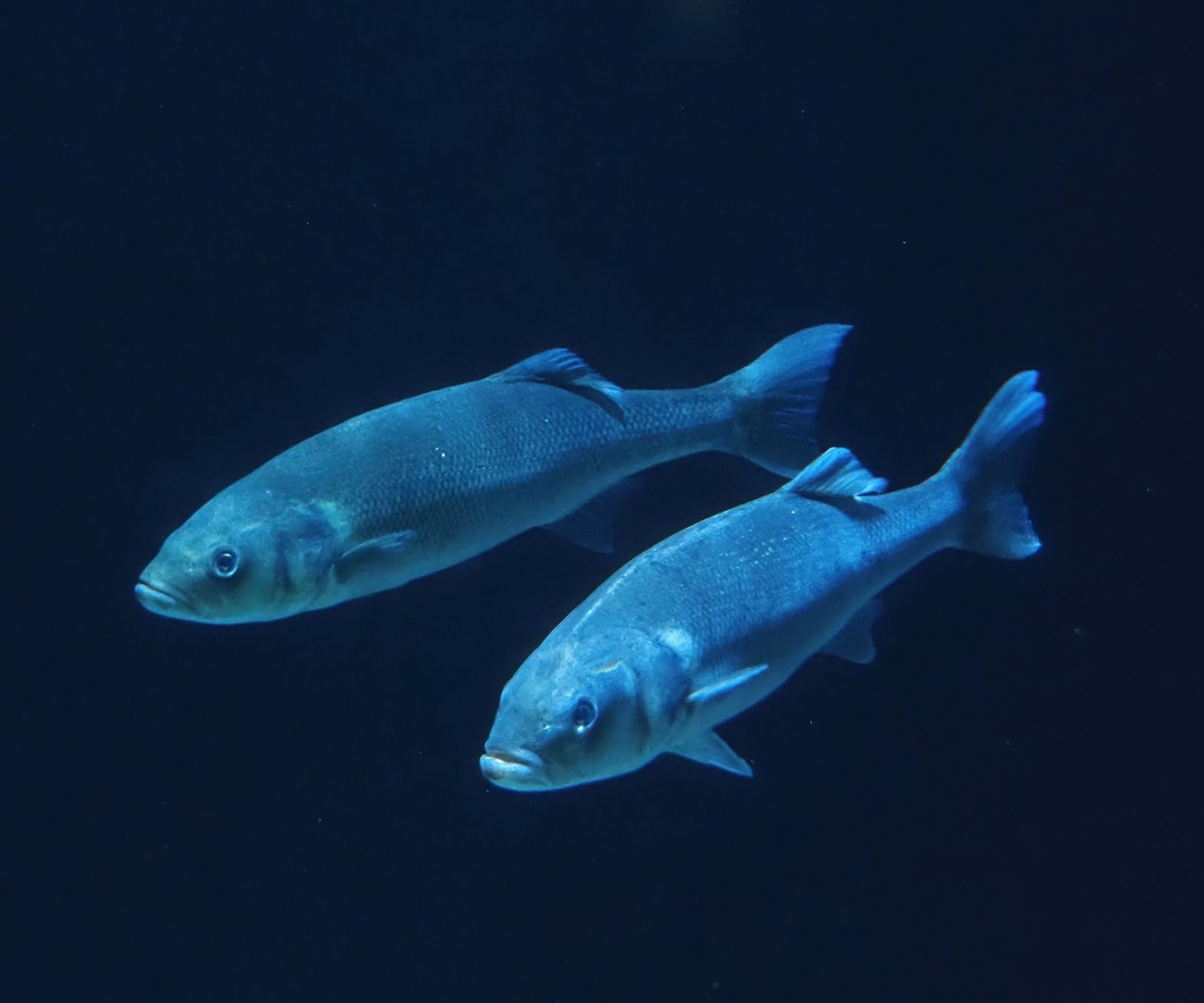 European seabass (Dicentrarchus labrax), 2024-06-30