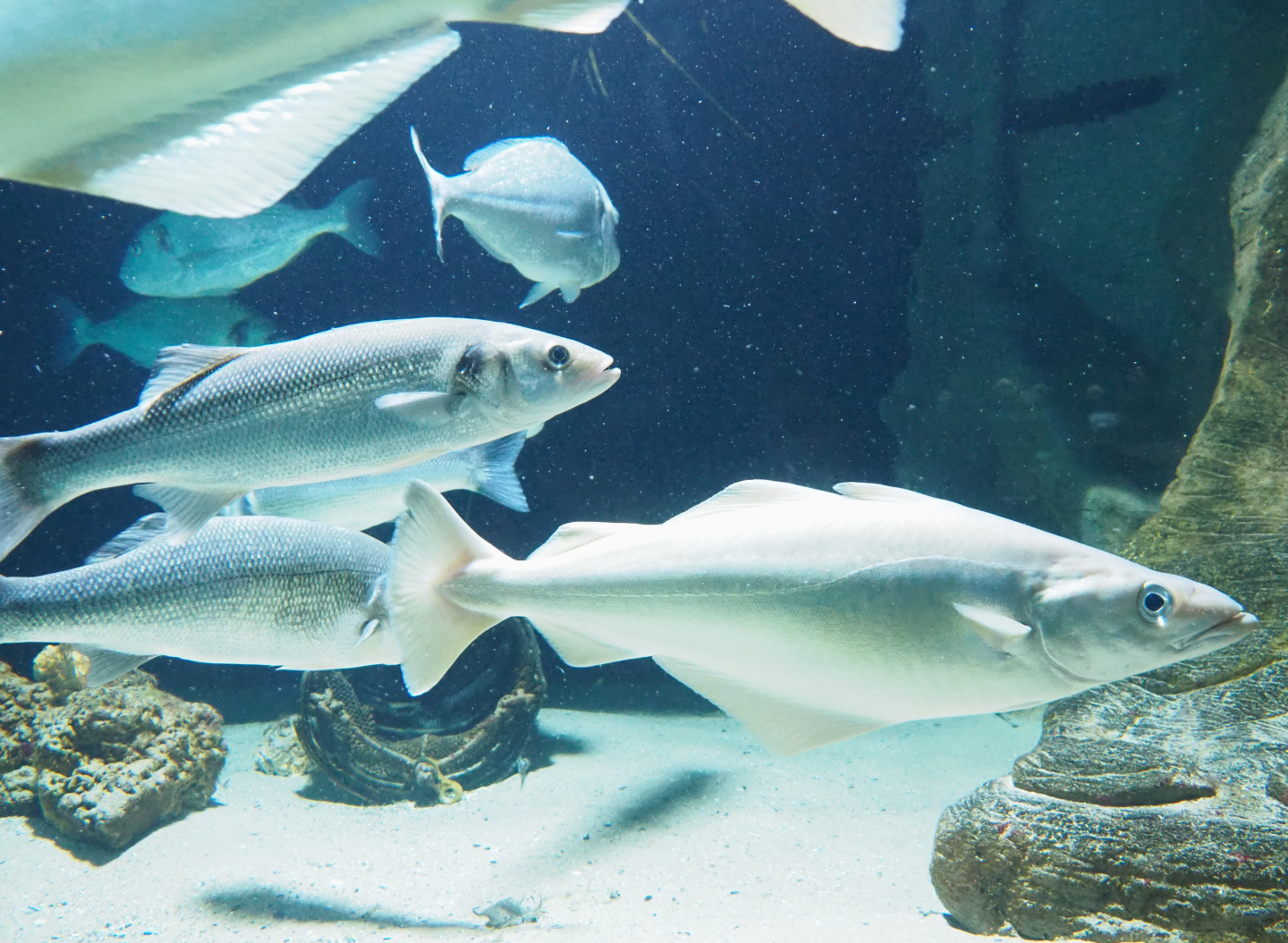 European seabass (Dicentrarchus labrax) and Atlantic pollock (Pollachius pollachius), 2022-03-16