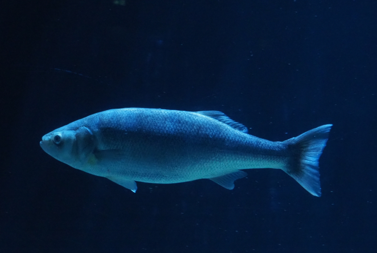 European seabass (Dicentrarchus labrax), Nov 10th, 2018