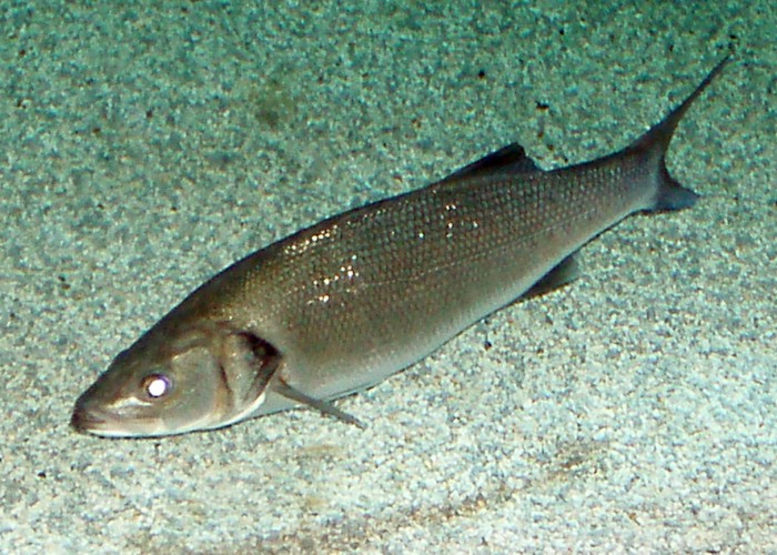 European Seabass (Dicentrarchus labrax)