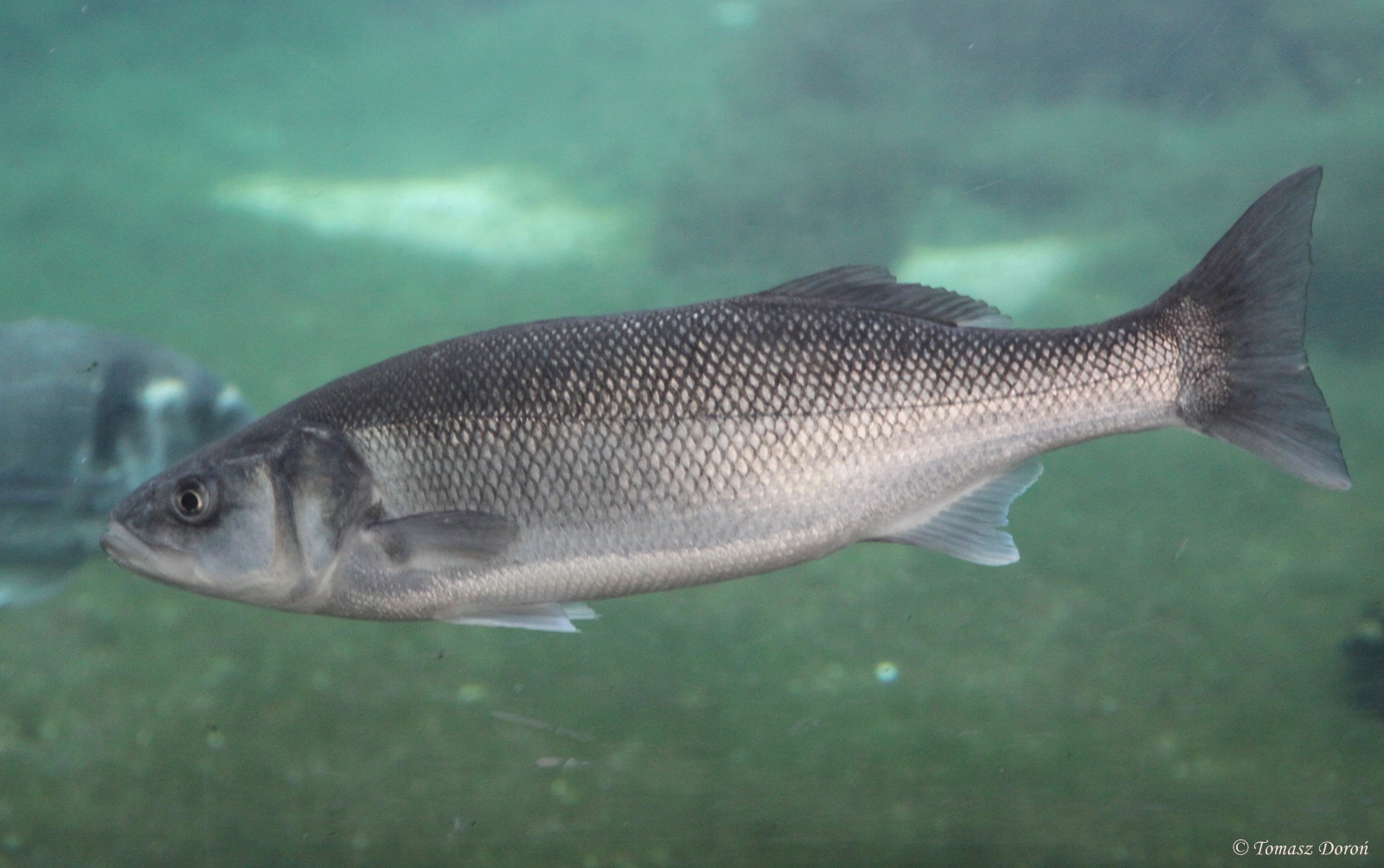 European Seabass (Dicentrarchus labrax)